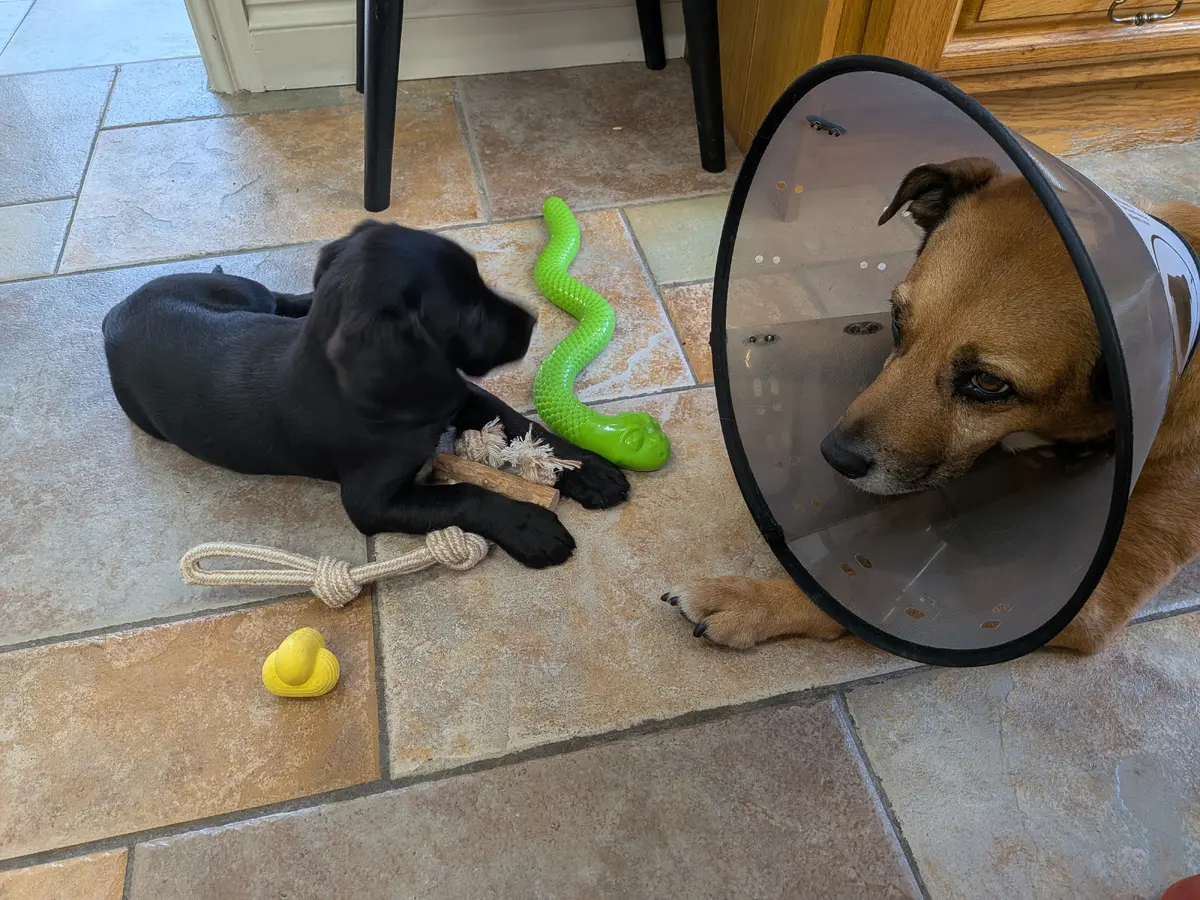 nelly-and-tia