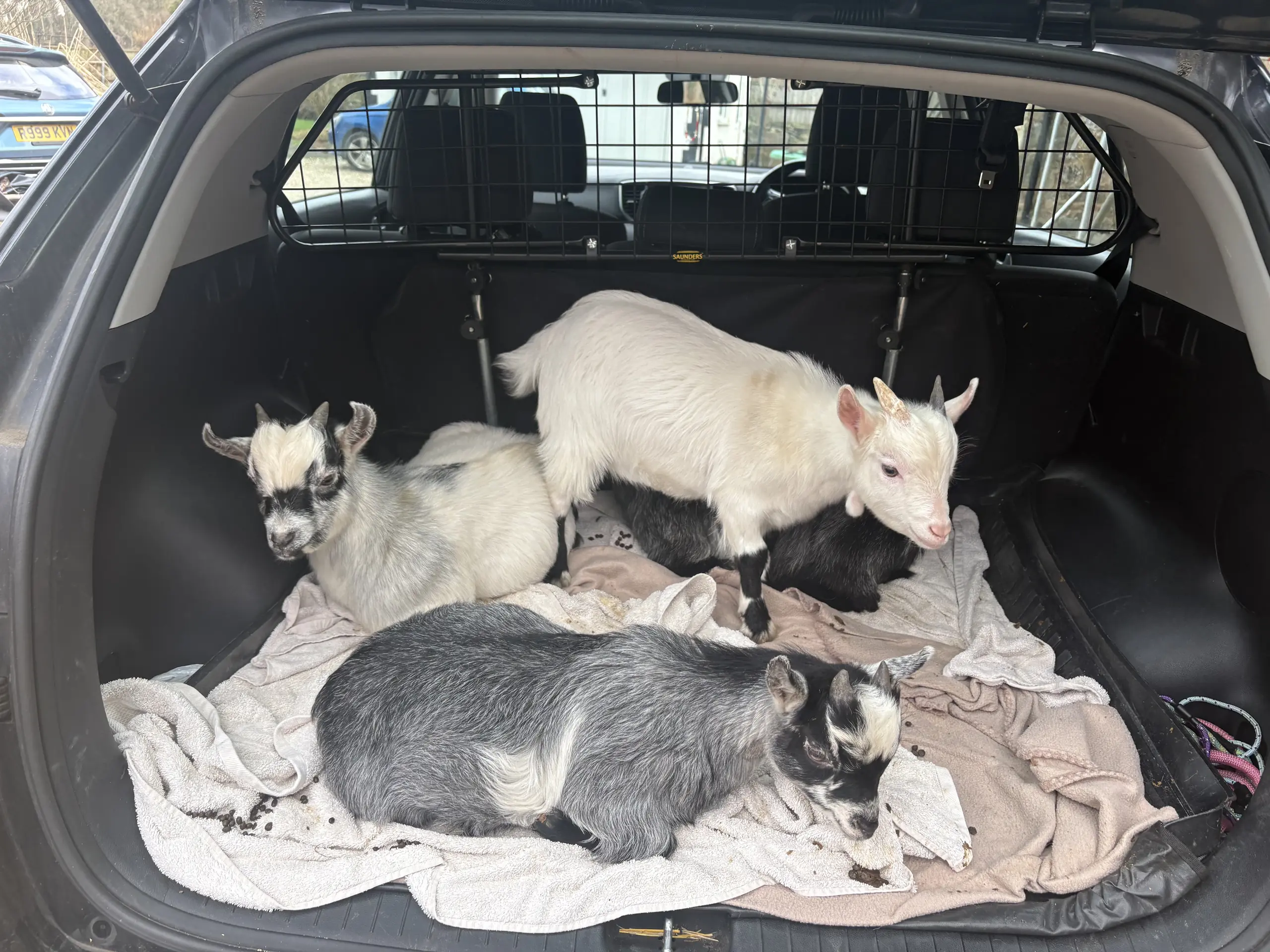 goats-home-car