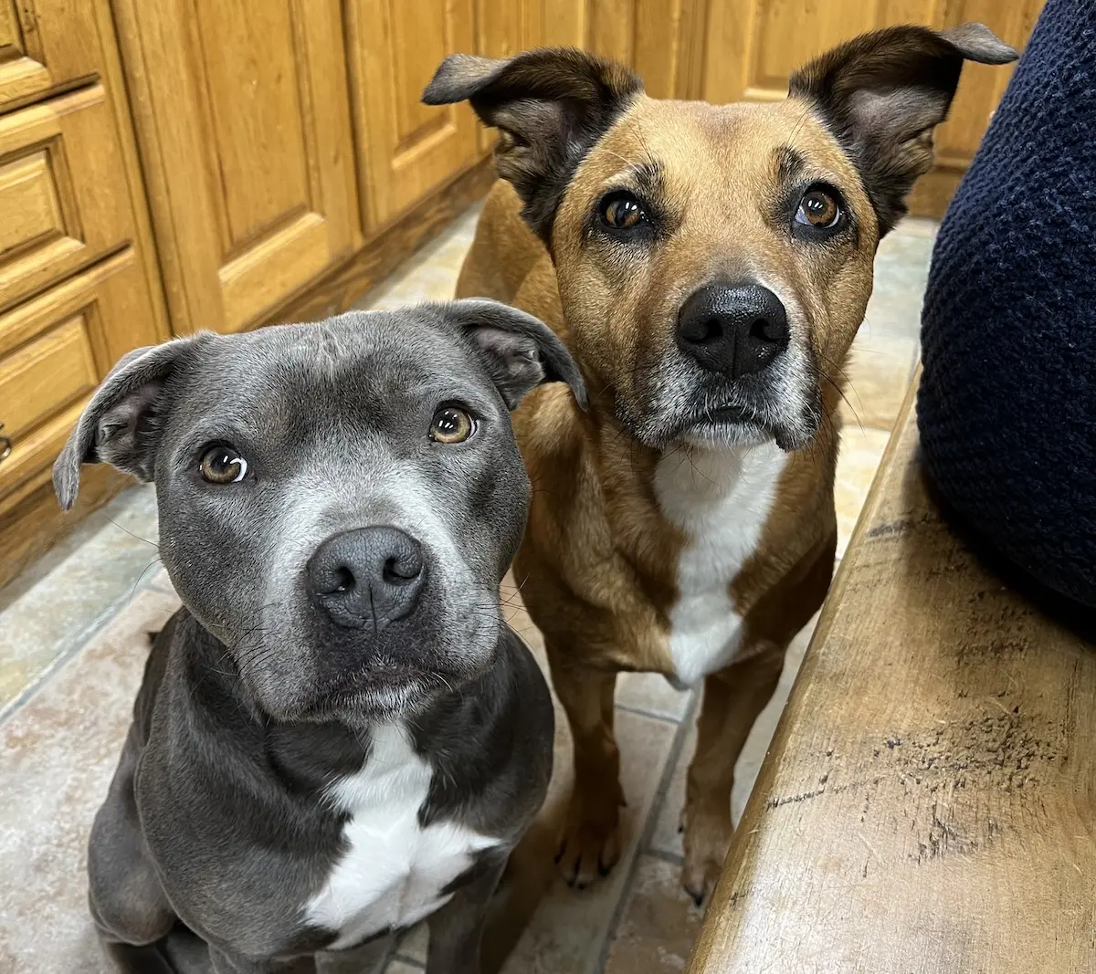 Our dogs, waiting for scraps at the dinner table