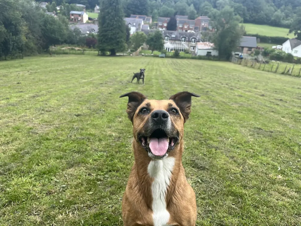 Tia (with our other dog in the background) in one of our fields