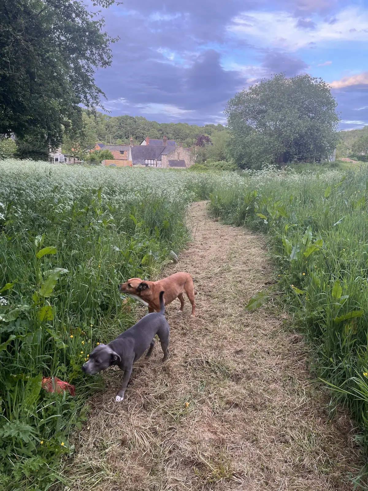 Both our dogs in "our maze"