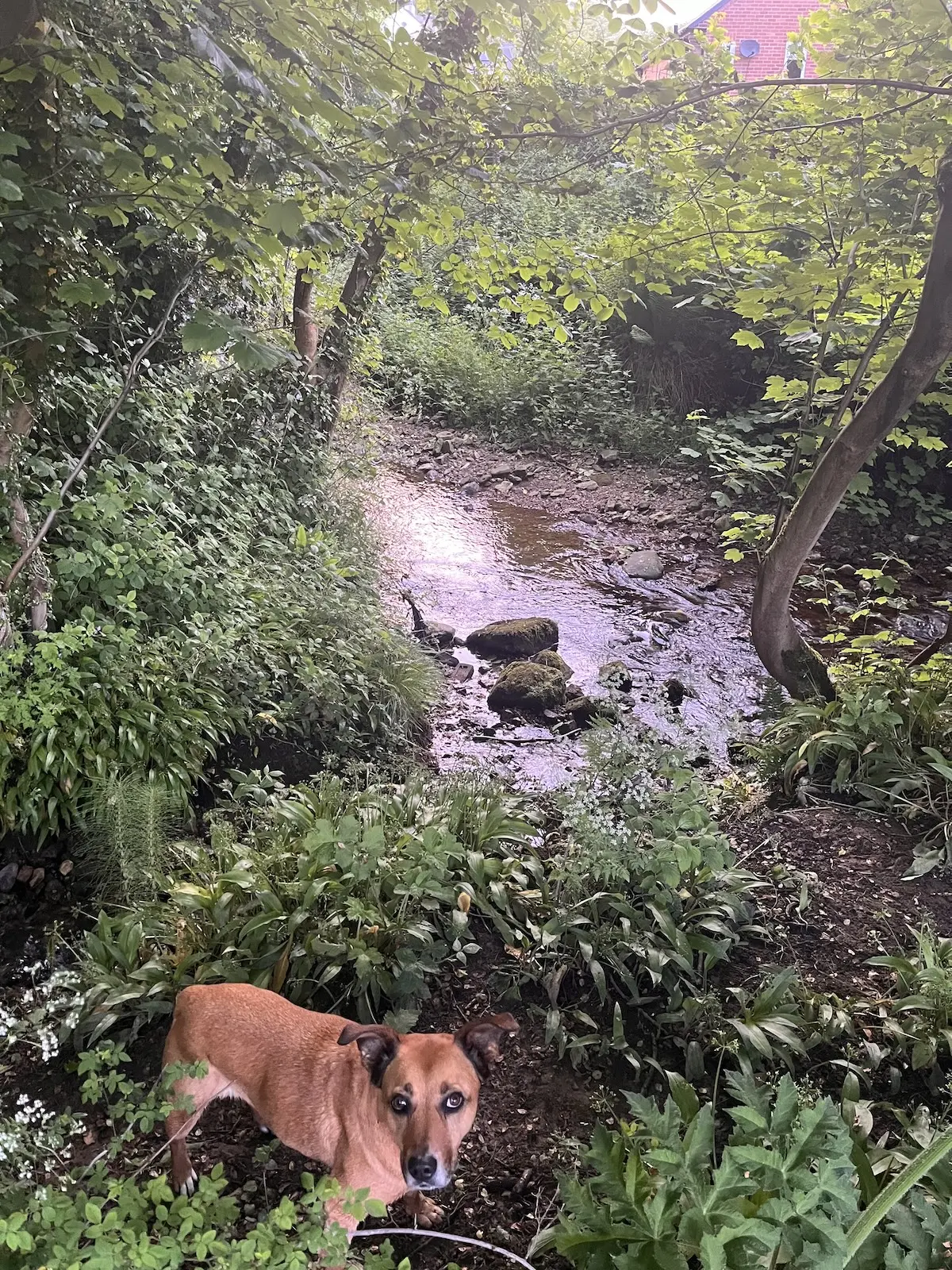 One of my dogs by our stream