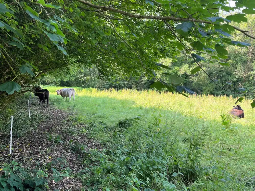 Cows in one of our fields