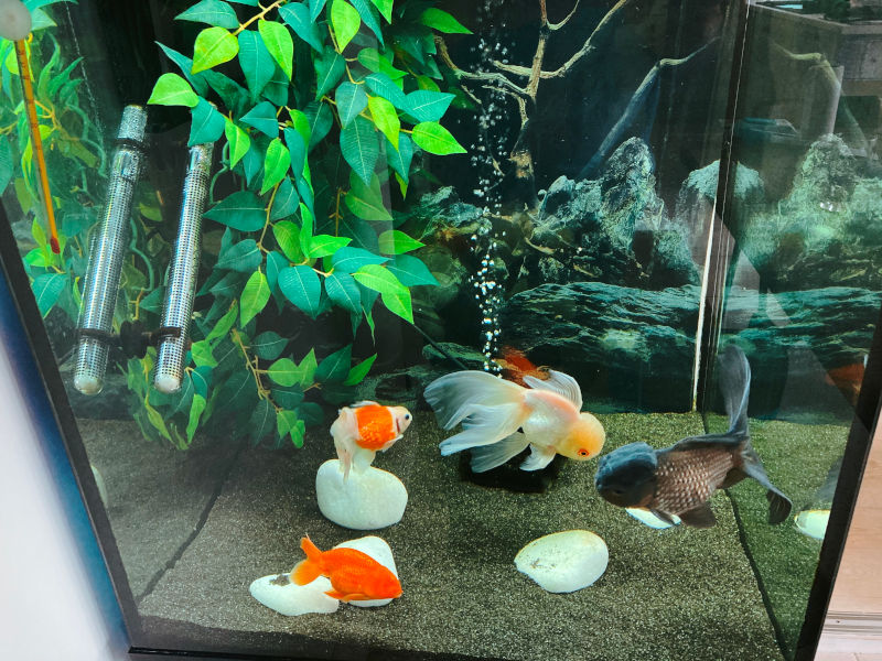 goldfish in aquarium