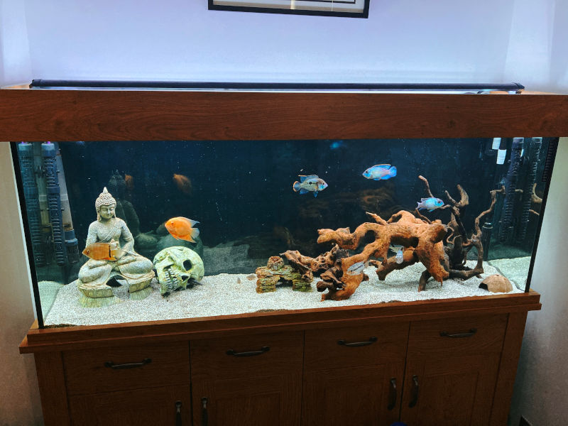 My cichlid tank