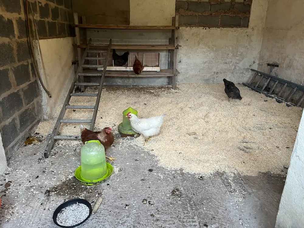 Chickens in one of our stables