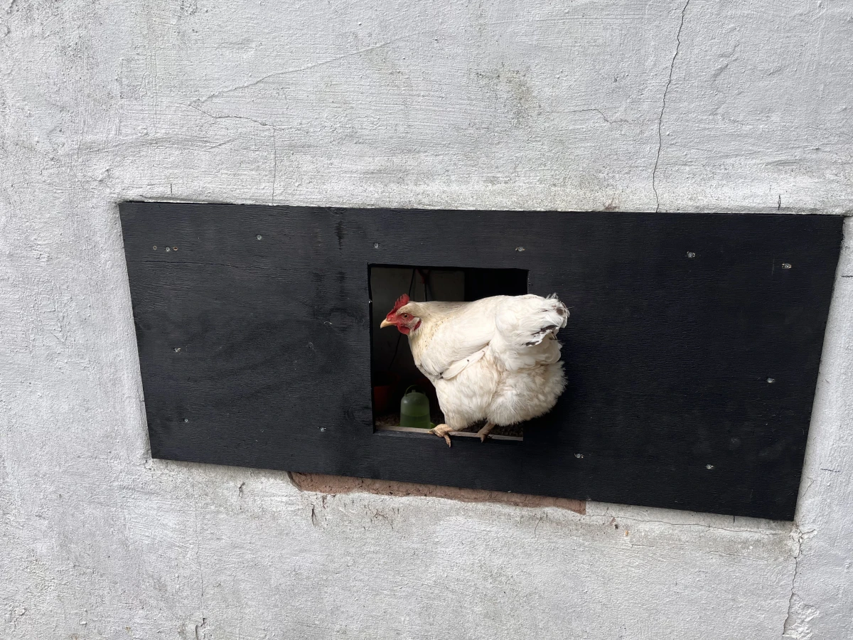 Covering the window ready for the door - chickens are already excited to use it!