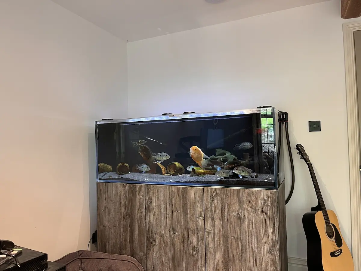 Quick photo of my fish tank in my office